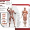 Стенди з анатомії людини 3603