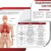 Стенди з анатомії людини 3598