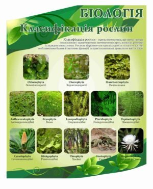 Стенд “Класифікація рослин”