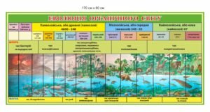 Стенд “Еволюція органічного світу”