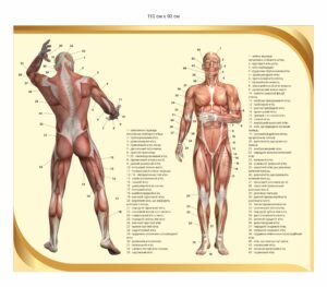 Стенд «Анатомія м’язової системи людини»