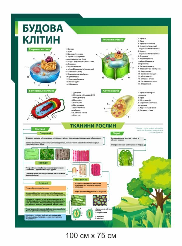 Стенд “Будова клітини”