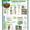 Стенд “Будова кореня”