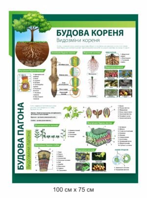 Стенд “Будова кореня”