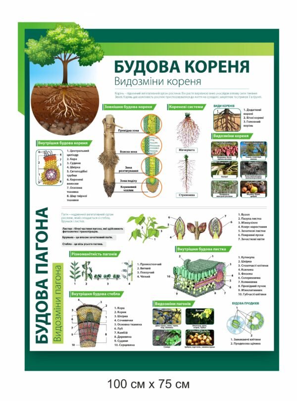 Стенд “Будова кореня”