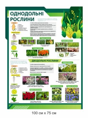 Стенд “Однодольні рослини”