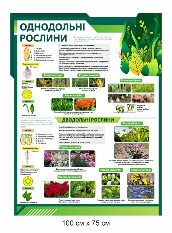 Стенд “Однодольні рослини”