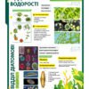 Стенд “Відділ зелені водорості”