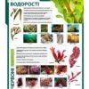 Стенд “Бурі водорості”