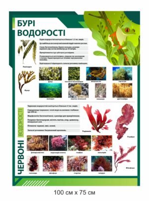 Стенд “Бурі водорості”