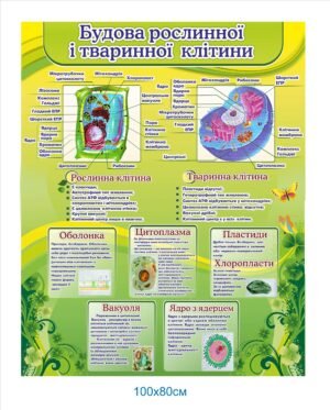 Стенд для кабінету біології “Будова ролслинної і тваринної клітини”