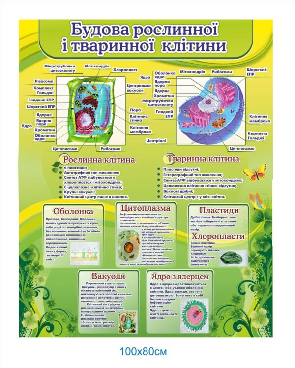 Стенд для кабінету біології “Будова ролслинної і тваринної клітини”