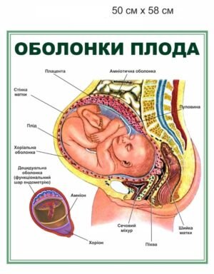 Стенд “Оболонка плода”