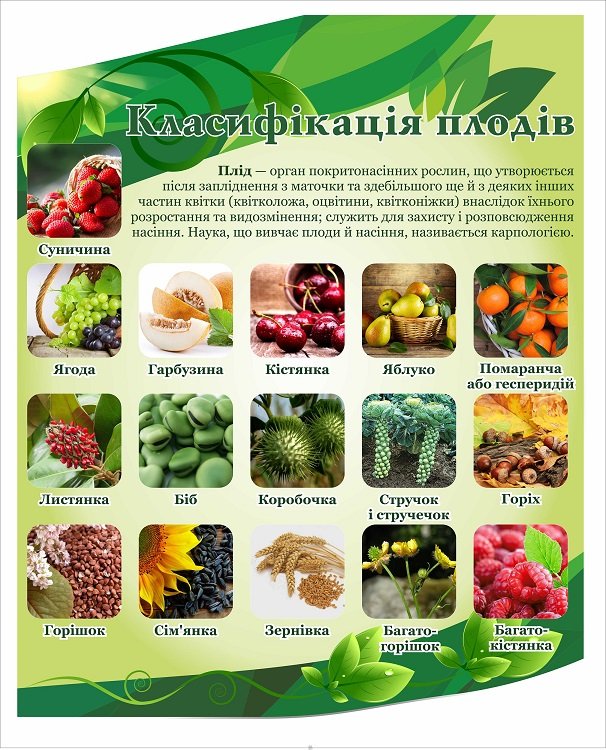 Стенд з біології "Класифікація плодів"