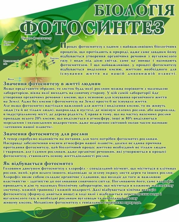 Навчальний стенд “Фотосинтез”